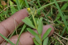 Crotalaria umbellata
